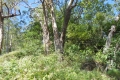 alor-to-flores-334