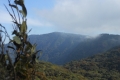 tondongkarambu 251