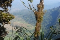tondongkarambu 270