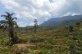 tondongkarambu 354