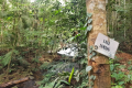 Benum - Lata Lemang, small camp spot by the river (Dan Quinn, July 2024)