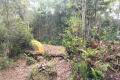Benum - At Gunung Lilin (Dan Quinn, July 2024)