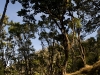 Argopuro pos in the woods