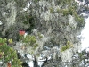 Summit vegetation and Hindu relics near the summit, by Wolfgang Piecha