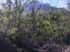 Beginning to get out of the trees on Mount Egon, by Benita Sommerville