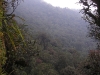The view     
