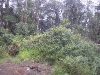 The summit area
