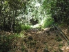 The wide section of the trail (take a left at the next nutmeg tree)