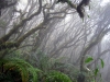 Upland cloud forest