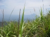 Razor sharp grass