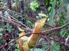 One of the famous pitcher plants