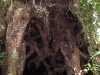Large tree bole - the path goes through it