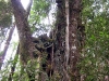 Another old tree