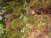 Moss covered tree