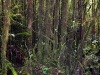 Mossy forest around the summit