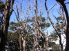 Trees near the summit         