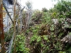 Singgalang summit area, by Rob Woodall