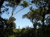 Emerging from the forest, not the first to the summit