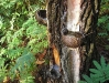 Collecting pine sap