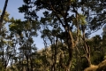 argopuro_argapuro-pos-in-the-woods