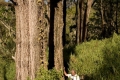 argopuro_argapuro-stunning-high-altitude-forests