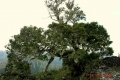 argopuro_dscn1373