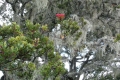 argopuro_dscn1375