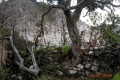 argopuro_dscn1381