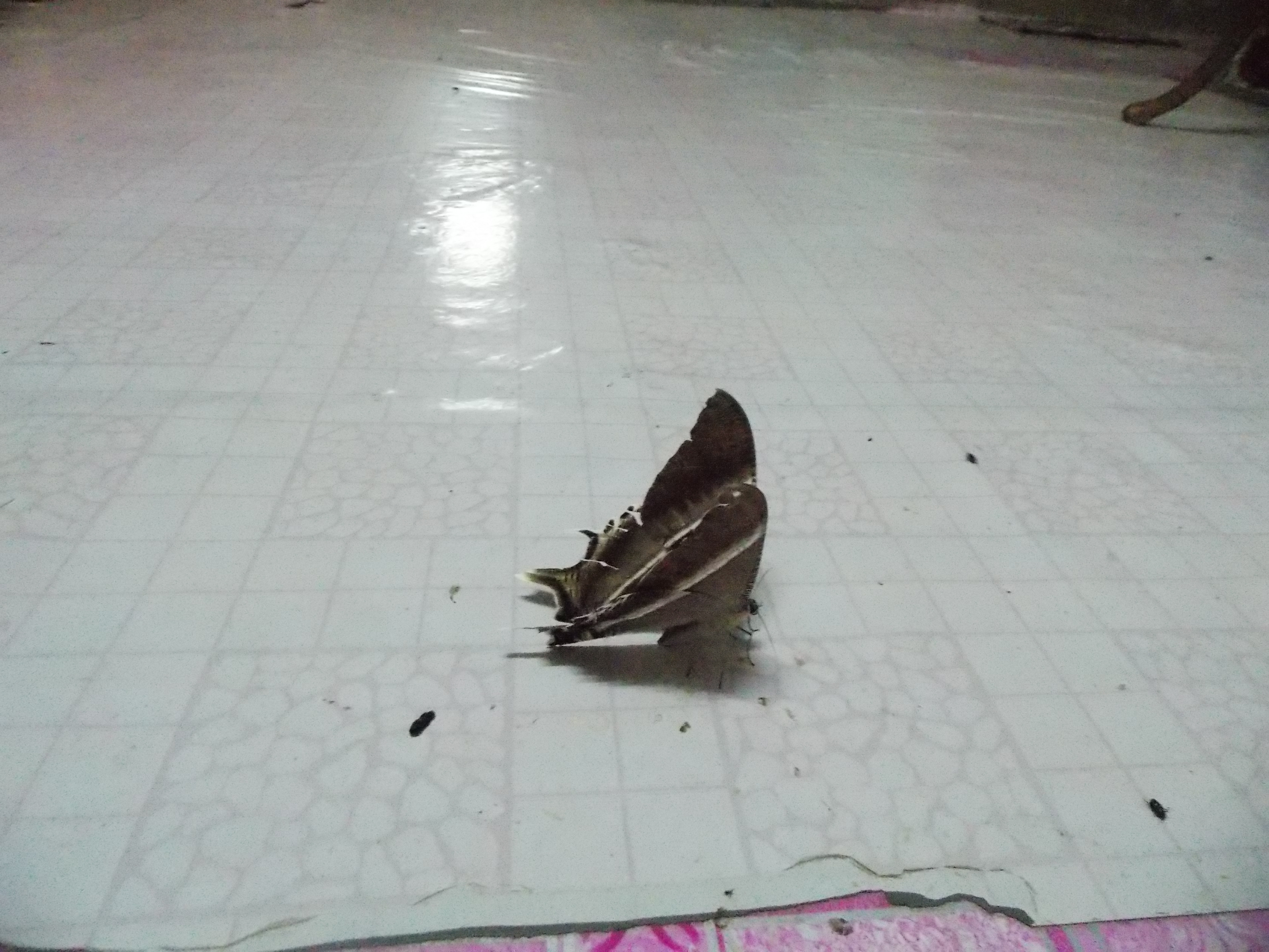 223-lyssa-zampa-moth-in-belaga
