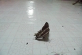 223-lyssa-zampa-moth-in-belaga