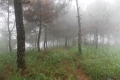 DSCN6411