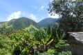 palu-029