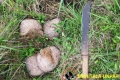 elephant-dung