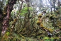 moss-forest