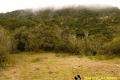 small-savanna