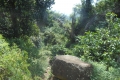 alor-to-flores-616