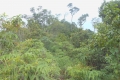 alor-to-flores-619