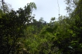 alor-to-flores-631