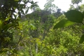 alor-to-flores-632