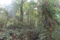 DSCN3091