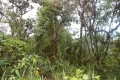 DSCN3116