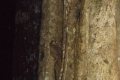 tomohon-bunaken-tangkoko-247