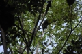 tomohon-bunaken-tangkoko-279
