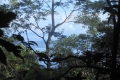 tomohon-bunaken-tangkoko-289