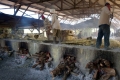 merapi-sulfar-processing