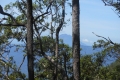 alor-to-flores-367