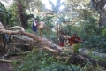 alor-to-flores-148