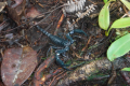 Scorpion on Gunung Kelam (Eduard Gonzalez, September 2025)