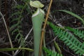 Pitcher plant on Gunung Kelam (Eduard Gonzalez, September 2025)