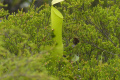 Pitcher plant on Gunung Kelam (Eduard Gonzalez, September 2025)
